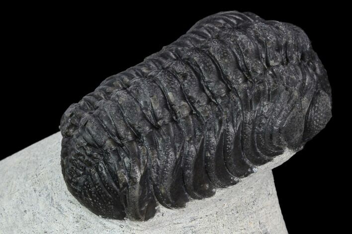 Austerops Trilobite - Visible Eye Facets #119992